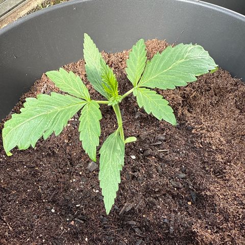 Northern Light growlog timeline photo