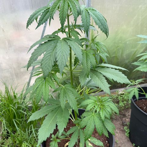 Northern Light growlog timeline photo