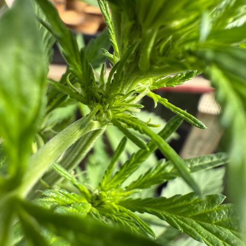 Northern Light growlog timeline photo