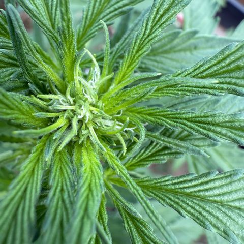 Northern Light growlog timeline photo