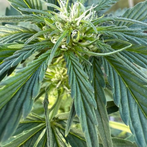 Northern Light growlog timeline photo