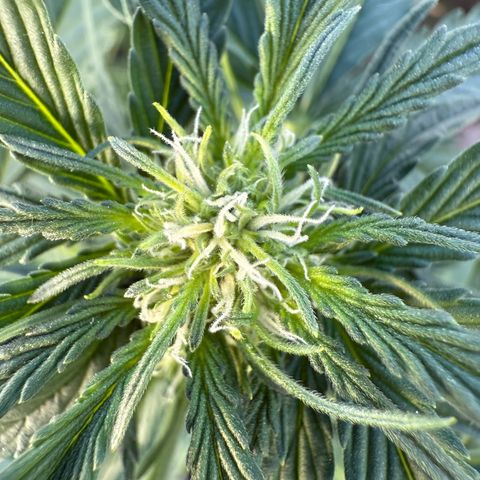 Northern Light growlog timeline photo