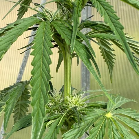 Northern Light growlog timeline photo