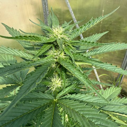 Northern Light growlog timeline photo