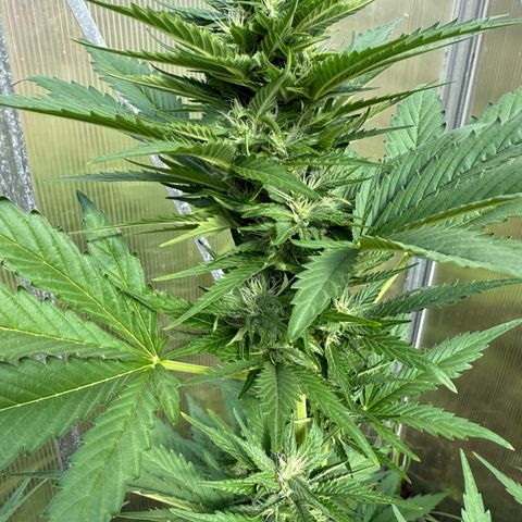 Northern Light growlog timeline photo