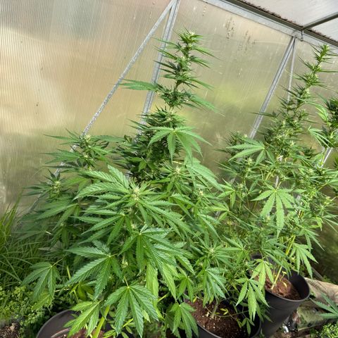 Northern Light growlog timeline photo