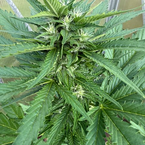 Northern Light growlog timeline photo