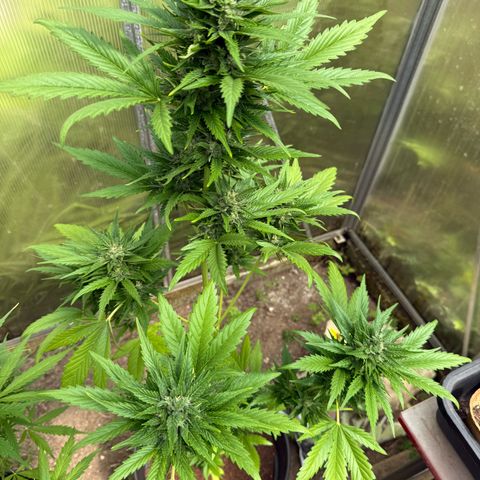 Northern Light growlog timeline photo