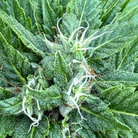 Northern Light growlog timeline photo
