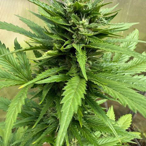 Northern Light growlog timeline photo