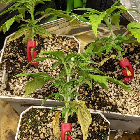 White Widow X3 growlog photo: Training clips installed 