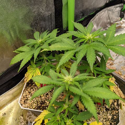 White Widow X3 growlog timeline photo