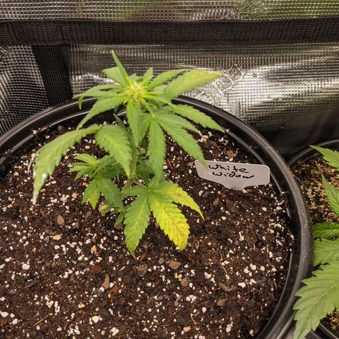 White Widow X3 growlog photo: Moved into 5 gallon pots and into the new tent 
