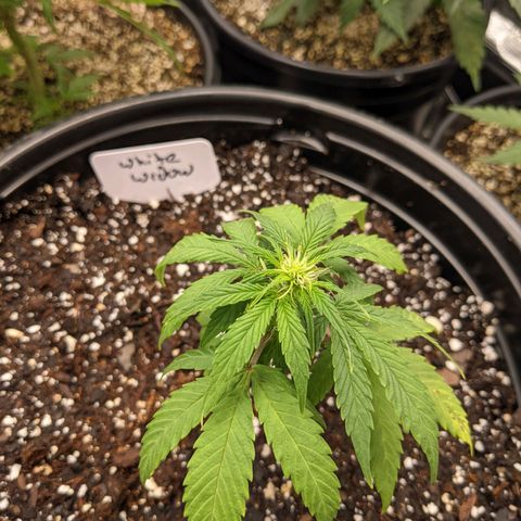 White Widow X3 growlog photo: Moved into 5 gallon pots and into the new tent 