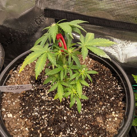 White Widow X3 growlog photo: Training Started 