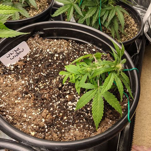White Widow X3 growlog photo: Training Started 