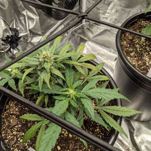 White Widow X3 growlog timeline photo