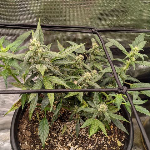 White Widow X3 growlog timeline photo
