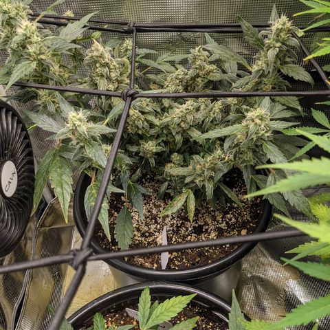White Widow X3 growlog timeline photo