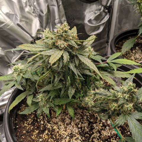 White Widow X3 growlog timeline photo