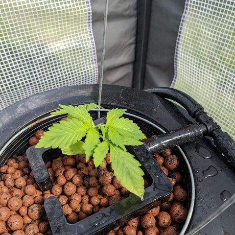 Lemon Haze X4 growlog timeline photo