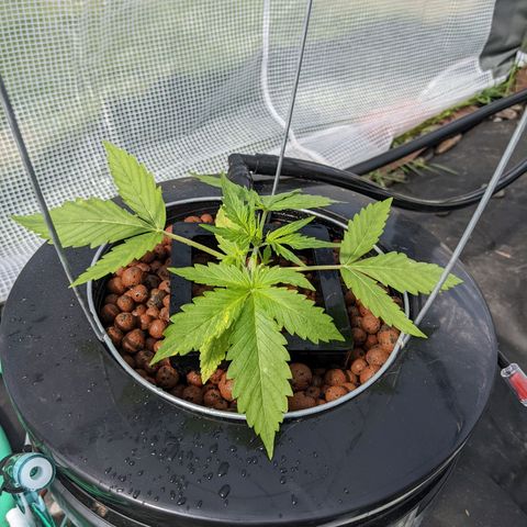 Lemon Haze X4 growlog timeline photo