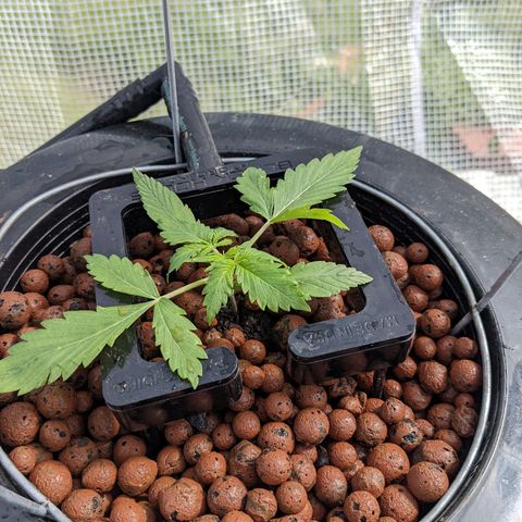 Lemon Haze X4 growlog timeline photo
