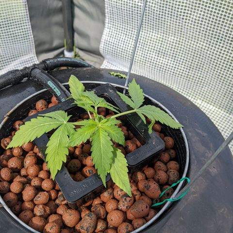 Lemon Haze X4 growlog timeline photo