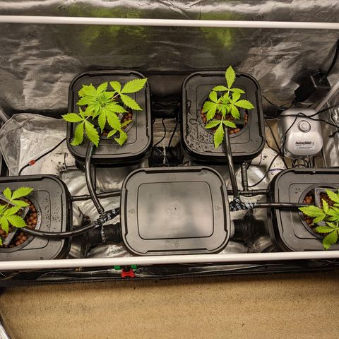 Gelato.OG X4 growlog timeline photo
