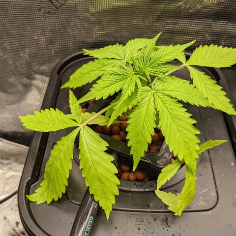 Gelato.OG X4 growlog timeline photo