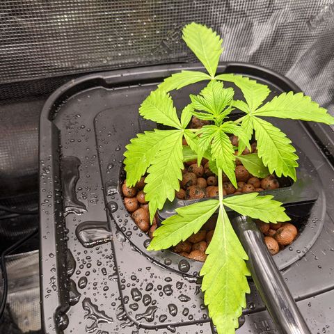 Gelato.OG X4 growlog timeline photo