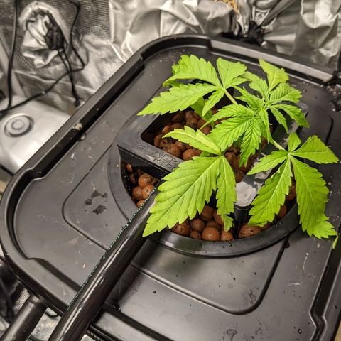 Gelato.OG X4 growlog timeline photo
