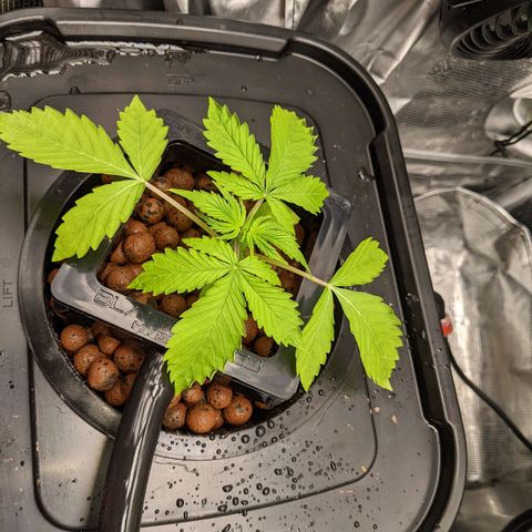 Gelato.OG X4 growlog timeline photo