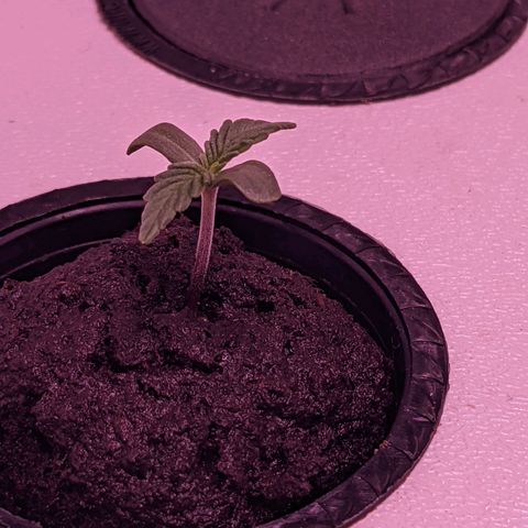 Forgotten Strawberries X2 growlog timeline photo