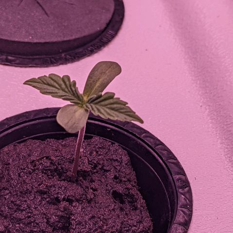 Forgotten Strawberries X2 growlog timeline photo