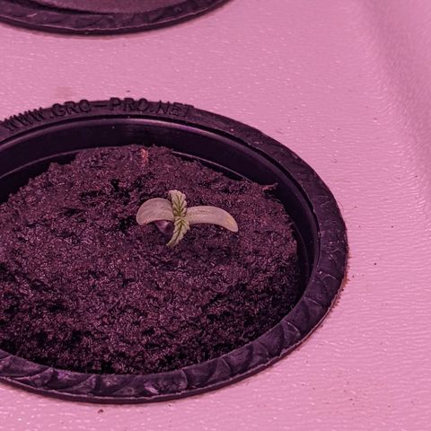 Forgotten Strawberries X2 growlog timeline photo