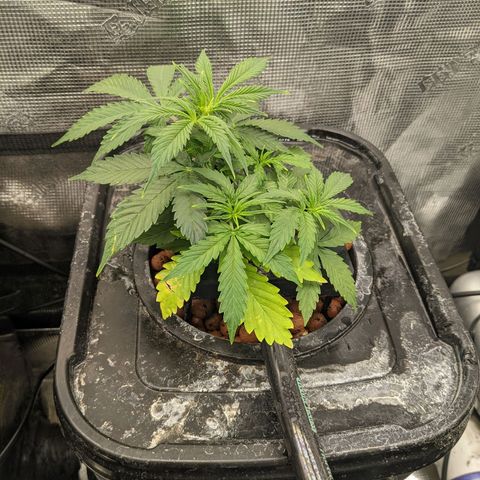 Gelato.OG X4 growlog timeline photo