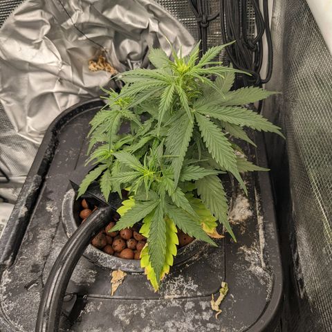 Gelato.OG X4 growlog timeline photo