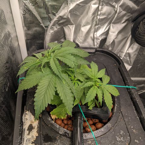 Gelato.OG X4 growlog timeline photo