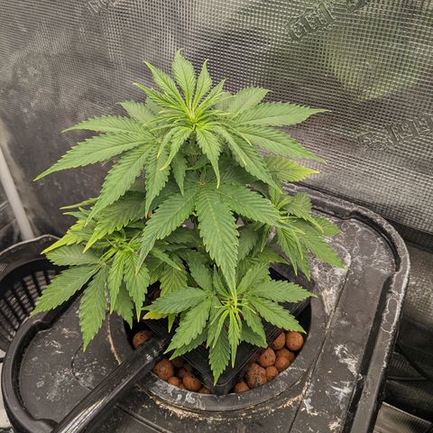 Gelato.OG X4 growlog timeline photo