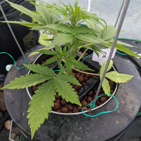 Lemon Haze X4 growlog timeline photo
