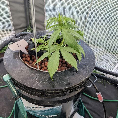 Lemon Haze X4 growlog timeline photo