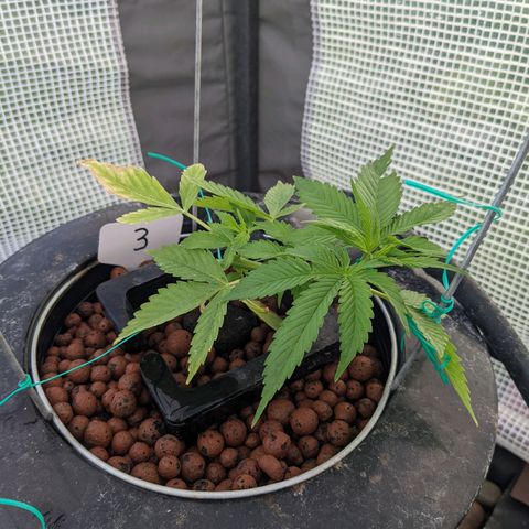 Lemon Haze X4 growlog timeline photo