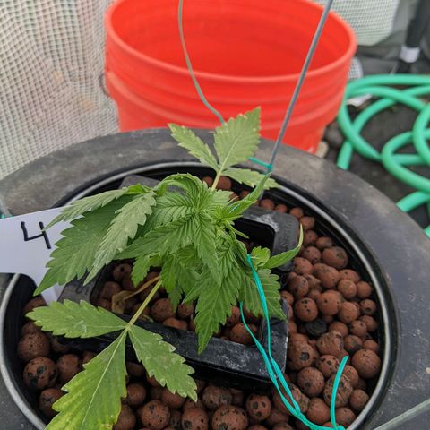 Lemon Haze X4 growlog timeline photo