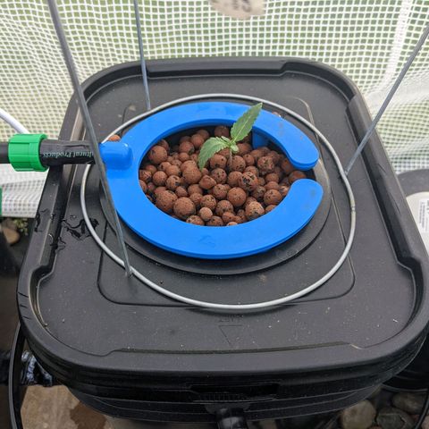 Forgotten Strawberries X2 growlog timeline photo