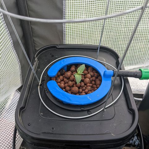Forgotten Strawberries X2 growlog timeline photo