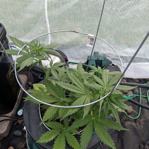 Lemon Haze X4 growlog timeline photo