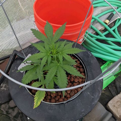 Lemon Haze X4 growlog timeline photo