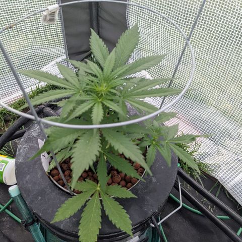 Lemon Haze X4 growlog timeline photo