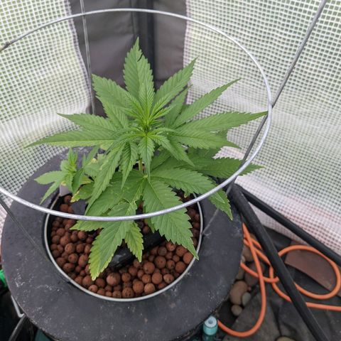 Lemon Haze X4 growlog timeline photo